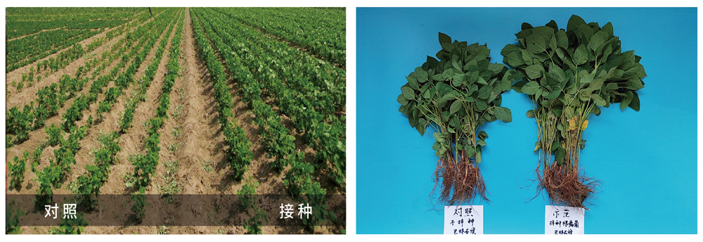 Z6尊龙凯时生物推进根瘤菌剂应用助力大豆产能提升
