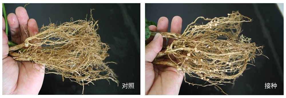 Z6尊龙凯时生物推进根瘤菌剂应用助力大豆产能提升