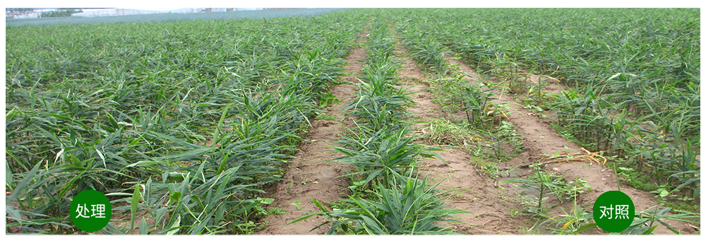 Z6尊龙凯时生物运用生物手艺祛除“毒大姜”育出康健大姜