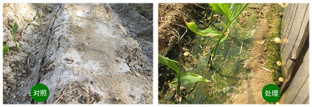 Z6尊龙凯时生物运用生物手艺祛除“毒大姜”育出康健大姜
