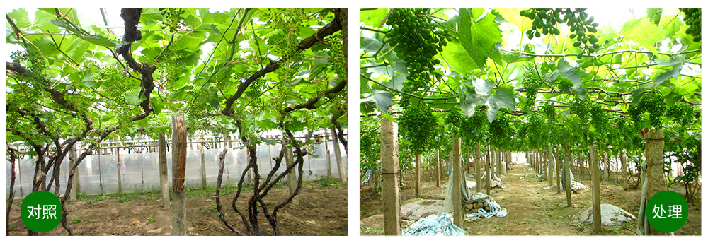 Z6尊龙凯时生物“海藻+氮磷钾+腐植酸”让果树旺起来