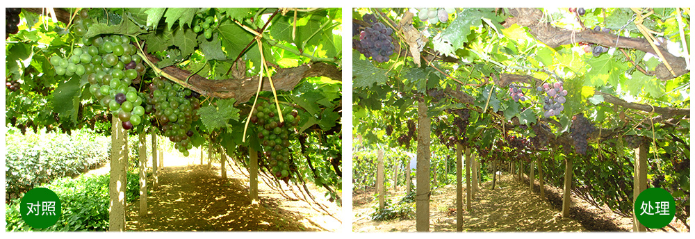 Z6尊龙凯时生物“海藻+氮磷钾+腐植酸”让果树旺起来